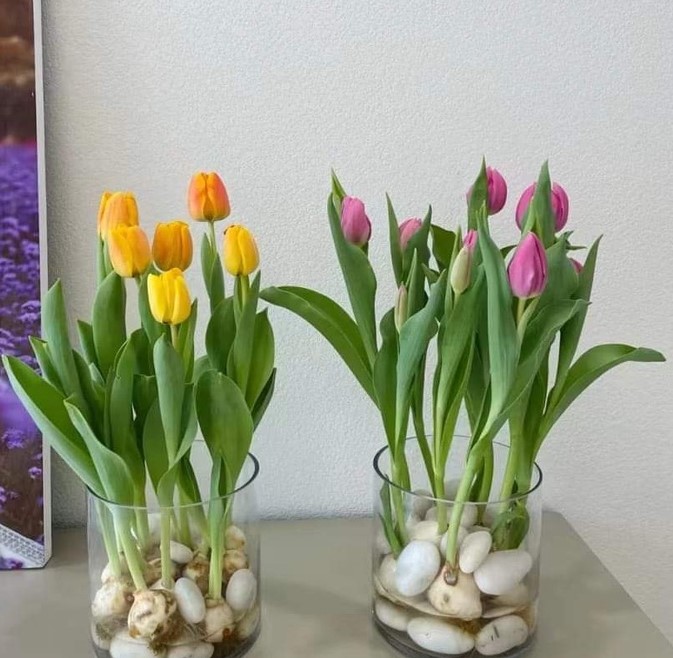 Dung Dịch Dinh Dưỡng Thủy Sinh Cho Tulip Và Các Loại Cây Thủy Canh