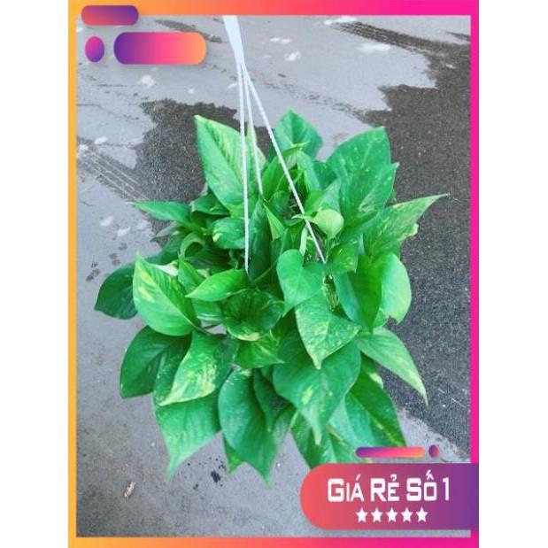 Chậu Trầu Bà Thái Size Đại