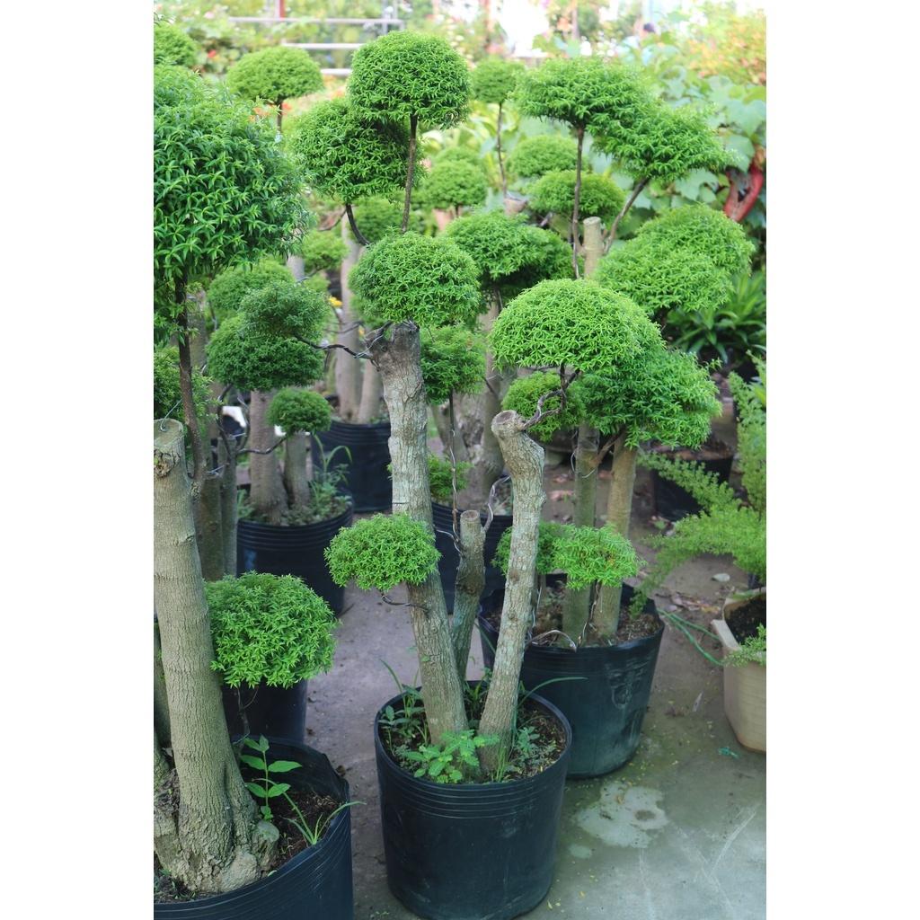 Chậu cây mai chiếu thủy lá nhỏ bonsai chỉ giao tại TP.HCM