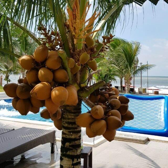 Dừa xiêm lùn vàng