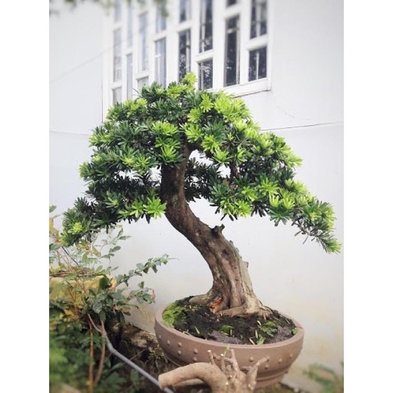 ️FRER SHIP ️Cây GIống Tùng La Hán ,vạn niên tùng , cây bonsai 25-35cm ảnh thật