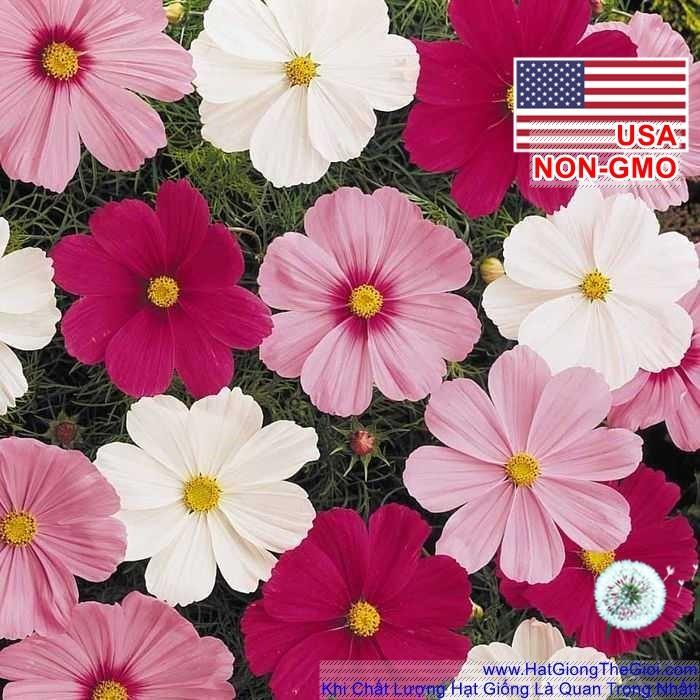 100GR 10K.HẠT Hạt Giống Hoa Sao Nháy Lùn Mix 60cm