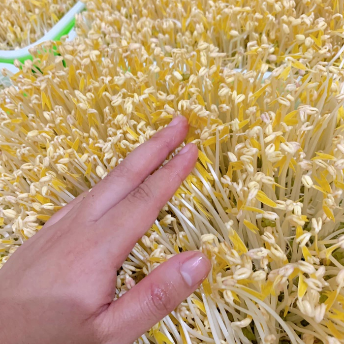 Hạt Giống Đậu Xanh Làm Giá Đỗ 500 gram