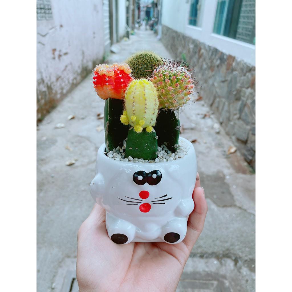 Chậu xương rồng tiểu cảnh