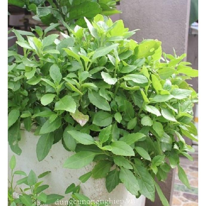 Hạt giống rau đay xanh cao sản - 1 gói 20 gram