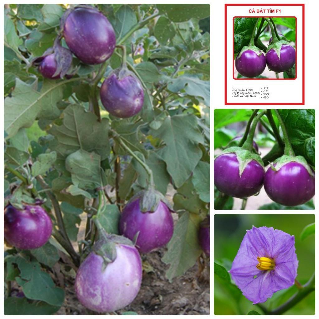 Hạt Giống Cà Pháo Tím - 1 gói 2 gram