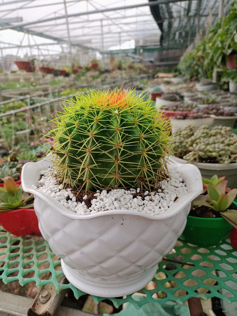 5 Chậu nhựa hình trái dứa trồng cây sen đá, xương rồng kt 10 x 7 cm