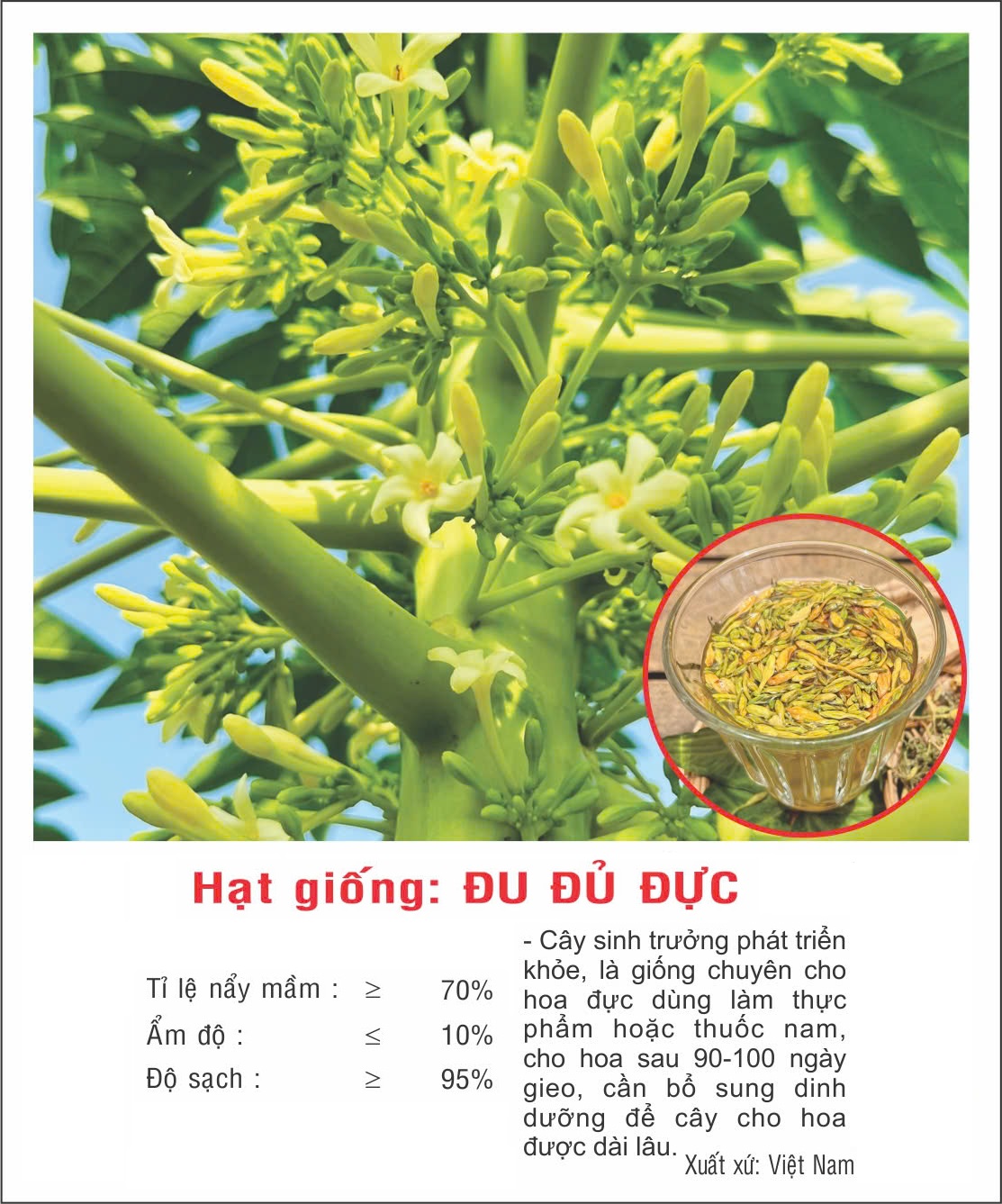 Hạt giống cây Đu đủ Đực siêu bông VTP194