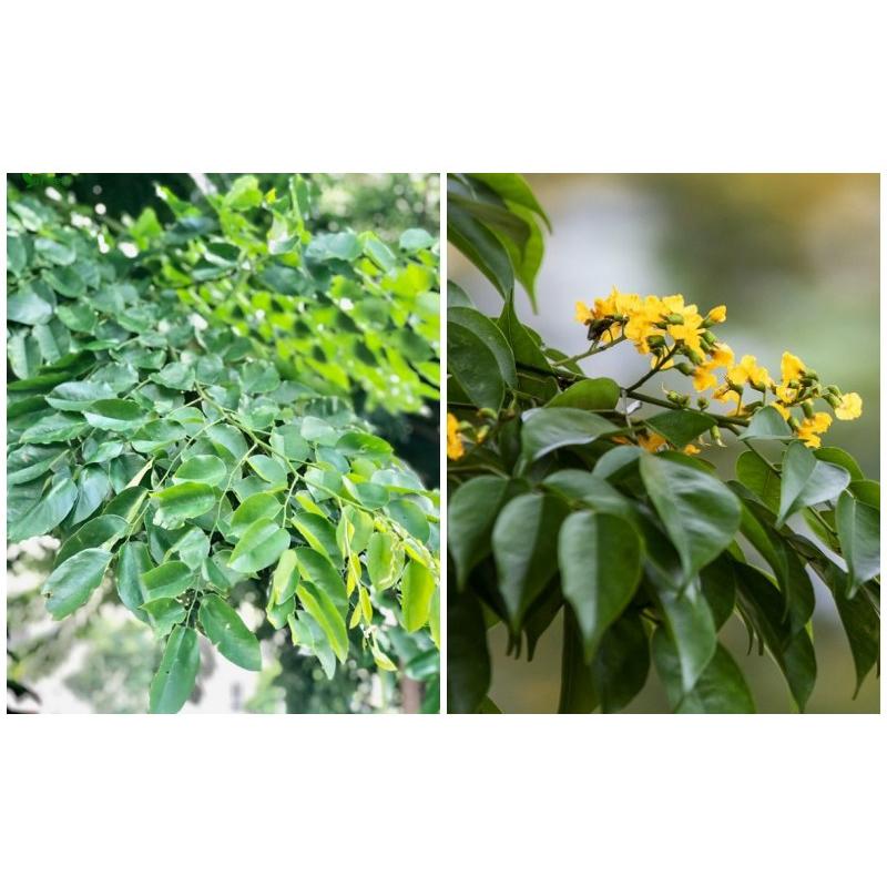 COMBO 2 CÂY GIỐNG CÂY GIÁNG HƯƠNG