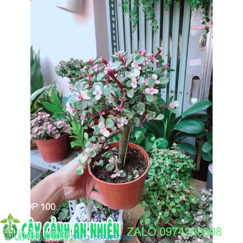 Cây Cành Vàng Lá Ngọc