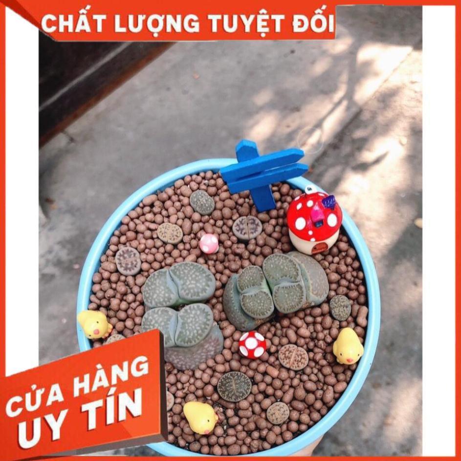 Chậu cây Lithops