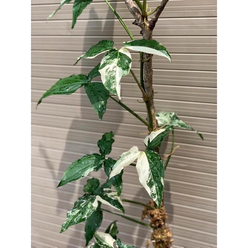 Cây syngonium albo var, trầu bà trắng