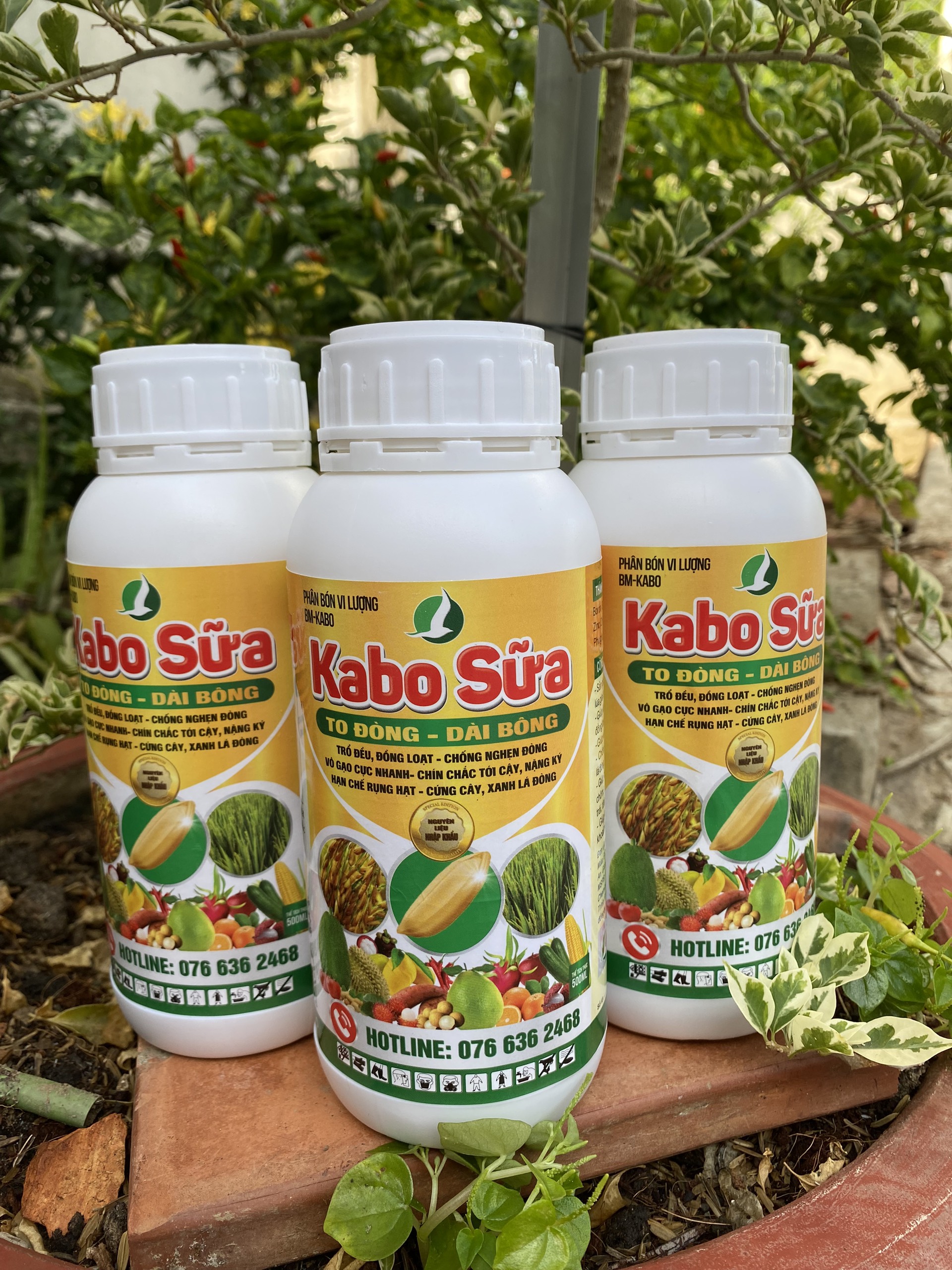 KABO SỮA CHAI 500ML. Lớn đòng,dài bông, vô gạo nhanh, cứng cây, hạn chế đỗ ngã.