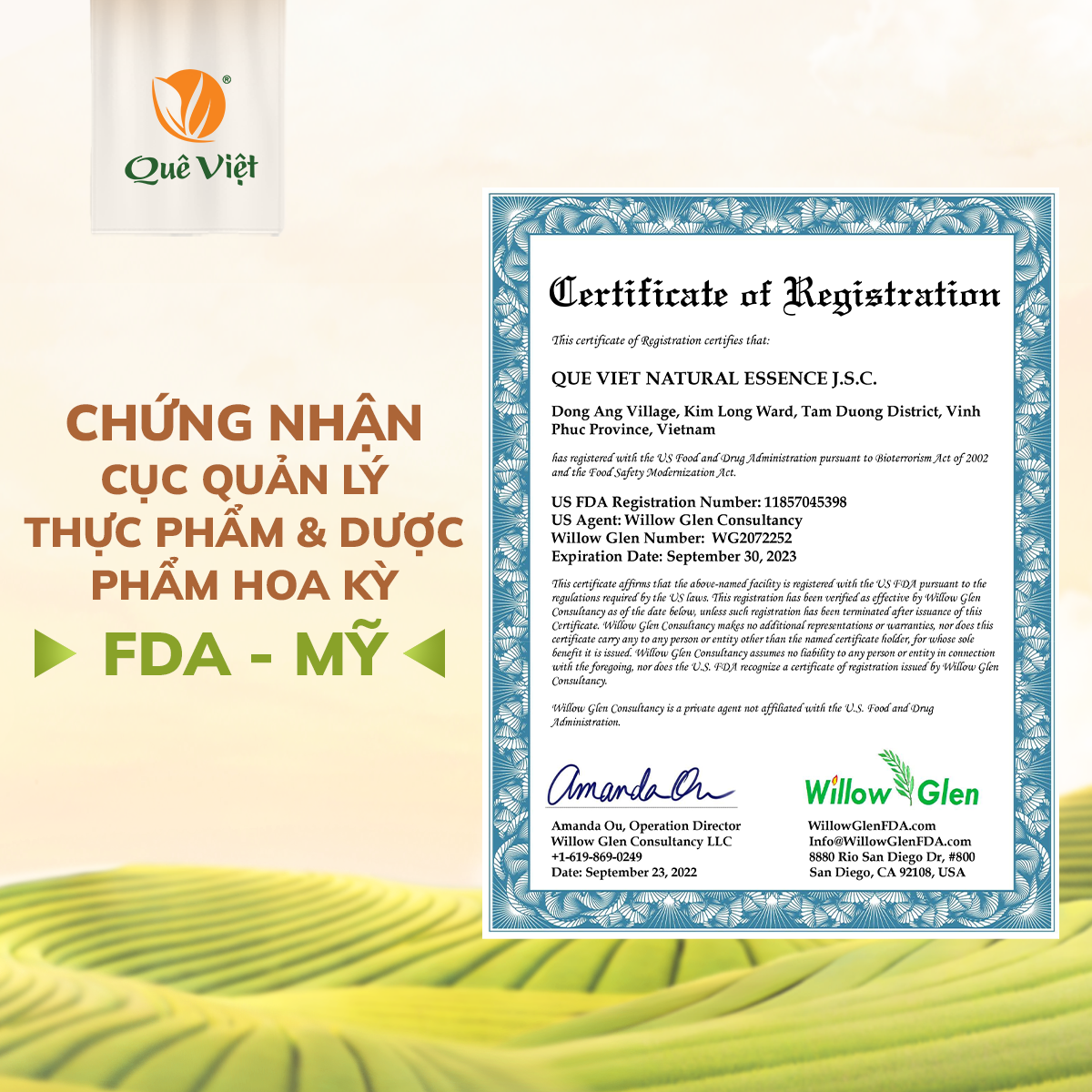 Combo 3 hộp Trà hoa cúc gạo lứt Quê Việt + tặng 1 cốc gốm sứ Bát Tràng - Hộp 600g (20 túi x 30G)