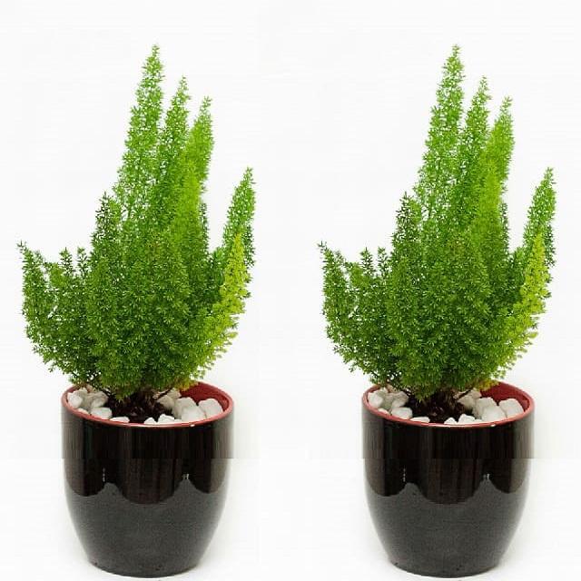 Cây tùng đuôi chồn, trang trí sân vườn, nhà cửa, ban công