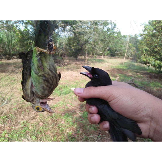Lưới Bẫy Chim Tàng Hình Dùng Bẫy Tổng Hợp Các Loại Chim Nhiều Kích Cỡ