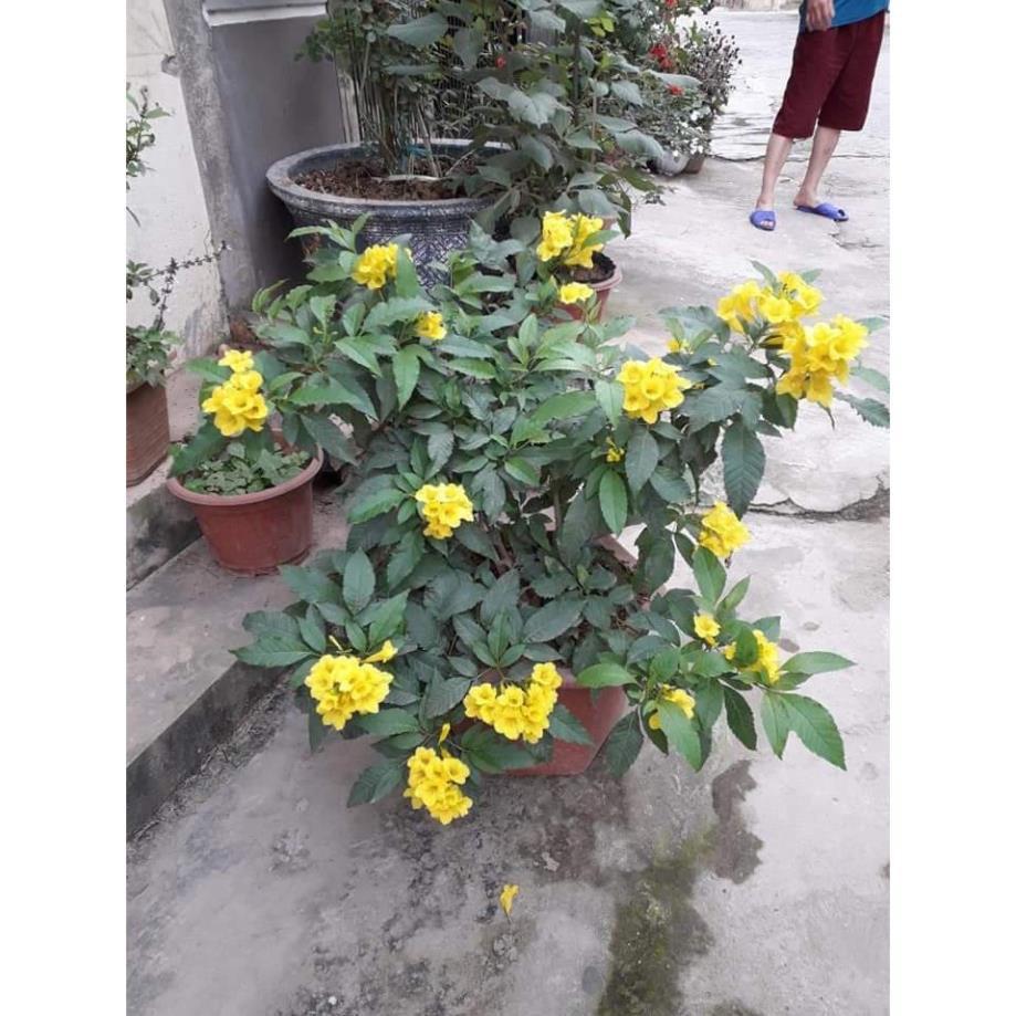 Hoa chuông vàng, gửi đi nguyên bầu, dòng bầu cây lớn + Tặng 01 cây dâu da đất