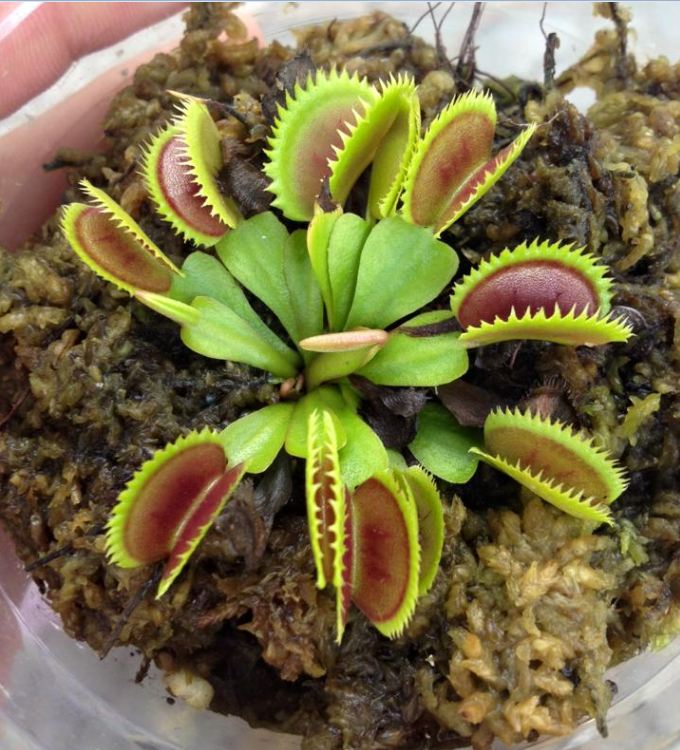 Combo 2 gói Hạt giống cây Bắt Ruồi + Diệt Côn Trùng tặng kèm gói kích hạt nãy mầm