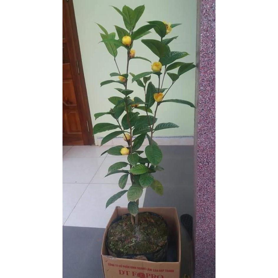 2 cây trà hoa vàng ươm trong bầu đất
