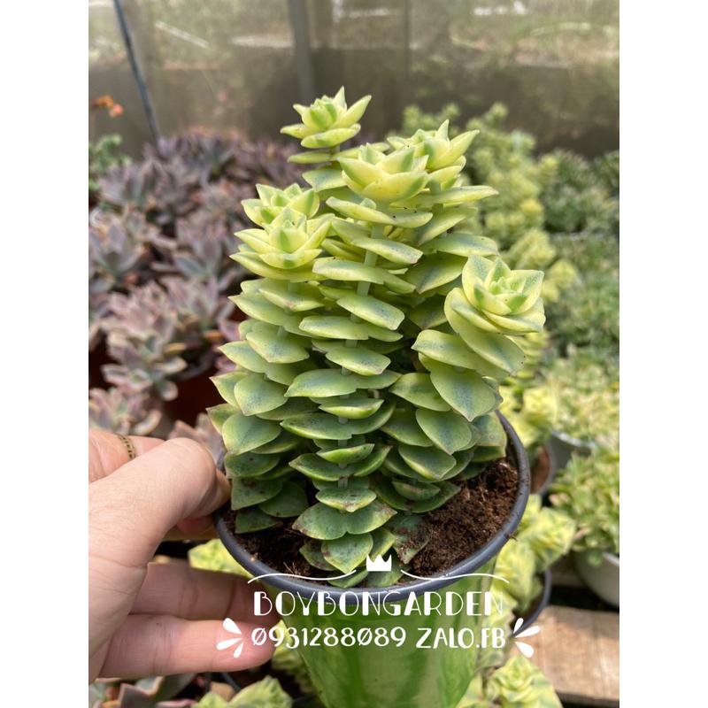 Cây sen đá xiên thịt var cao tầm 12cm_chậu nhiều gốc
