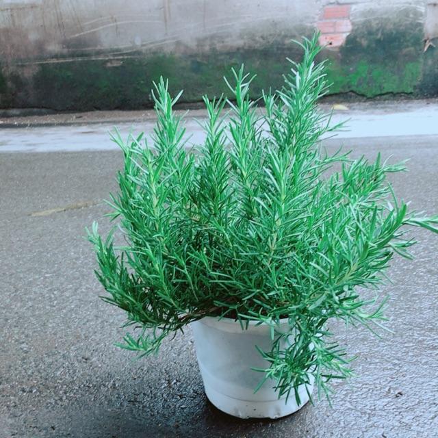Chậu Hương Thảo Size Đại