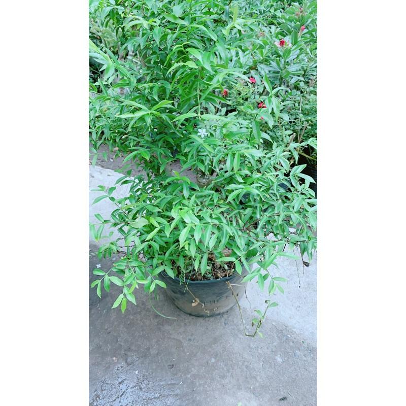 Mai Chiếu Thuỷ Bonsai Lớn