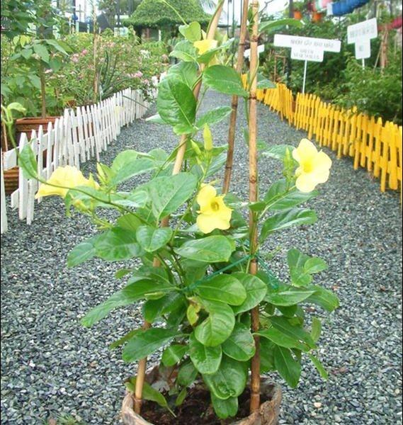 Cây hoa leo HUỲNH ANH - BẦU CÂY GIỐNG - HOA VÀNG RỰC RỠ