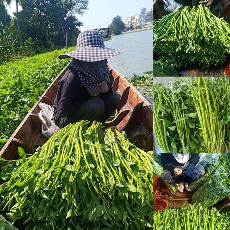 Hạt Giống Rau Muống Siêu Ngọn ( Gói 10Gram)