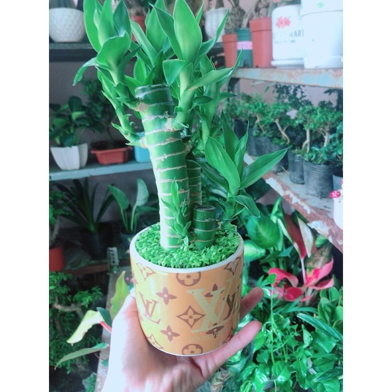 Chậu Trúc Phát Tài