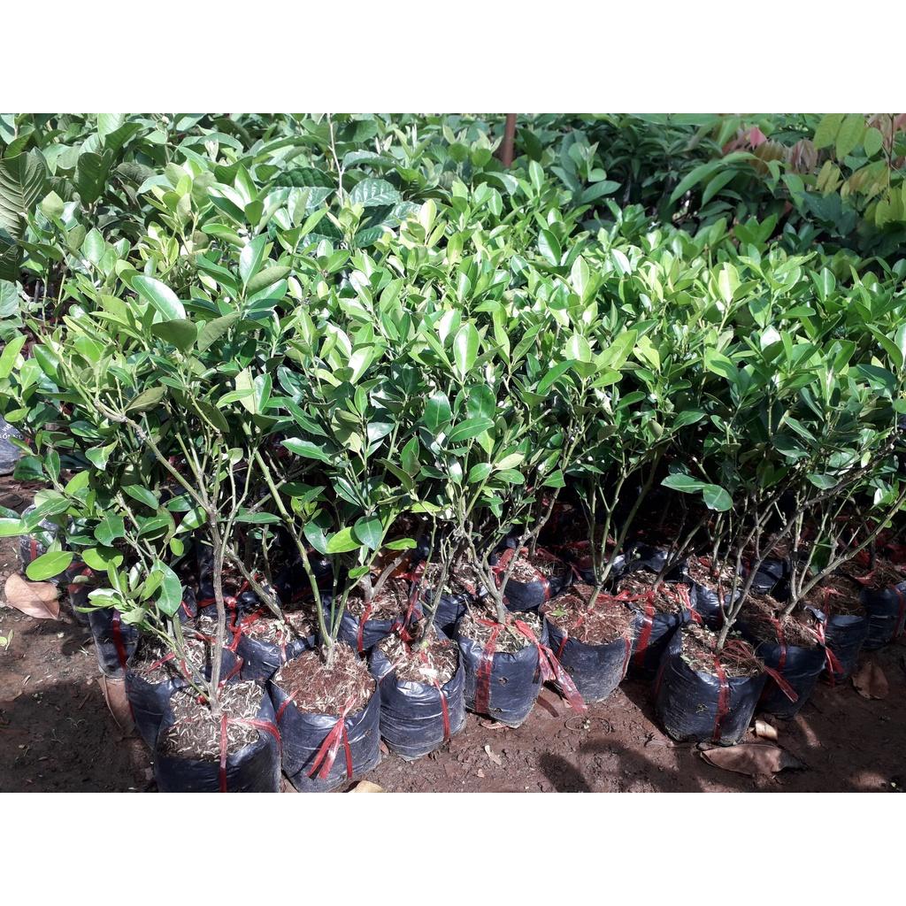 CÂY QUẤT GIỐNG.