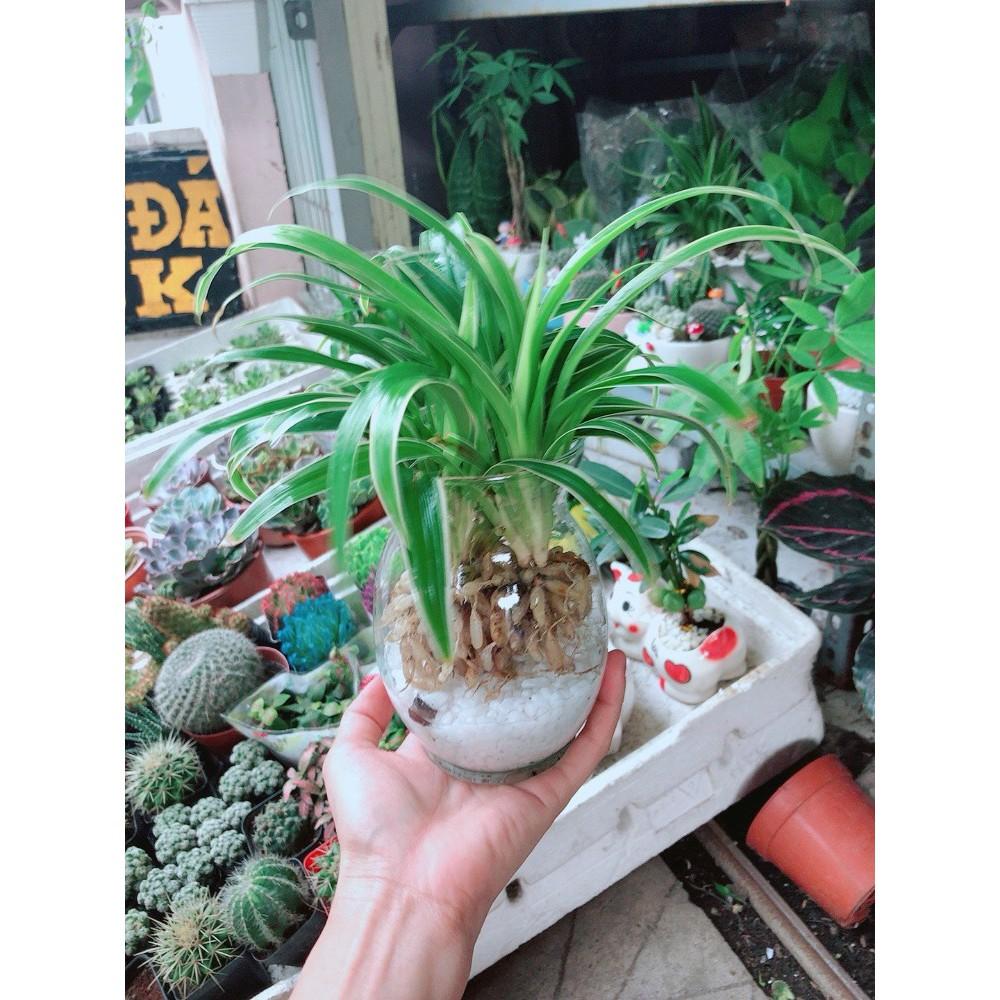 Chậu Cây Lan Chi Thủy Sinh