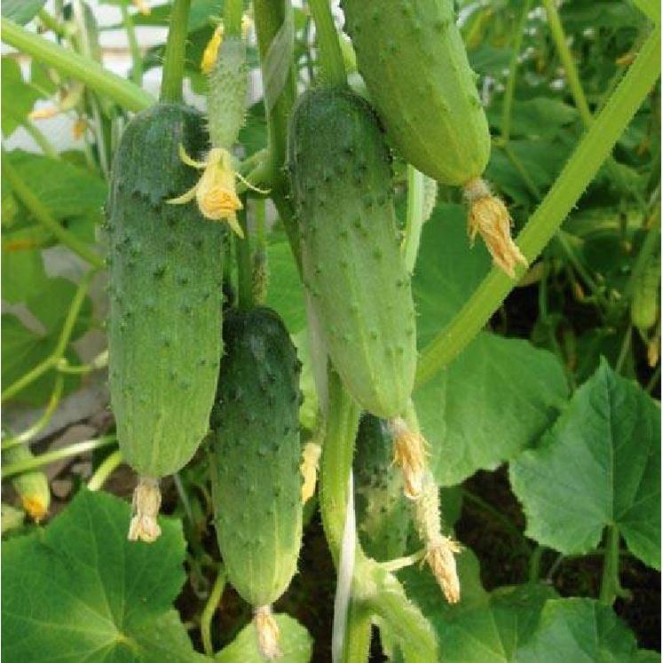 Hạt giống dưa chuột baby chùm KNS3336 - Gói 10 hạt