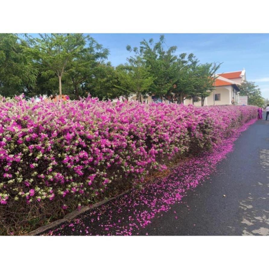 CHẬU HOA TUYẾT SƠN PHI HỒ
