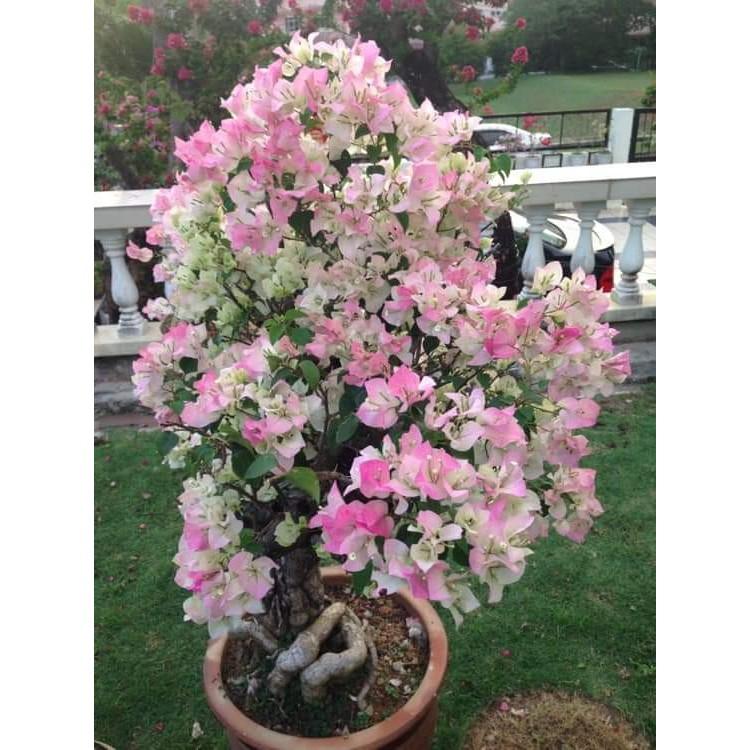 CHẬU Cây hoa giấy lùn siêu hoa TRẮNG phớt hồng SIÊU HIẾM, SIÊU ĐẸP - NCHGLSHTPH