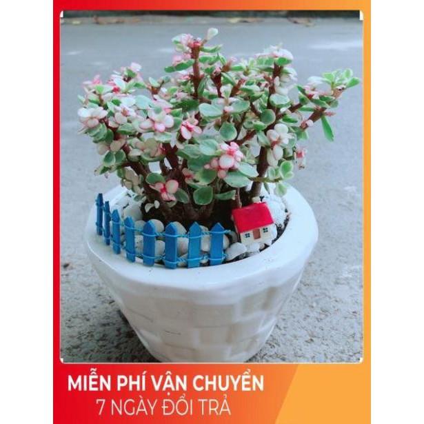 Chậu Đô La Hồng