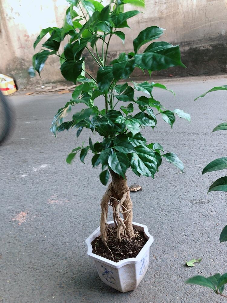 Cây Hạnh Phúc Bonsai