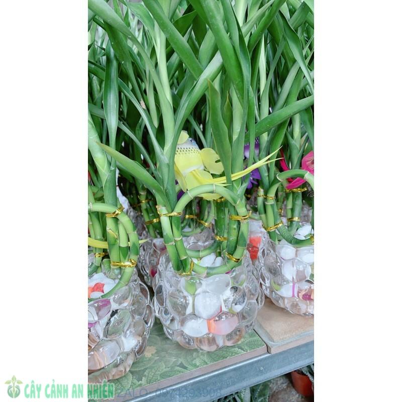 Chậu Cây Phát Tài Hạnh Phúc