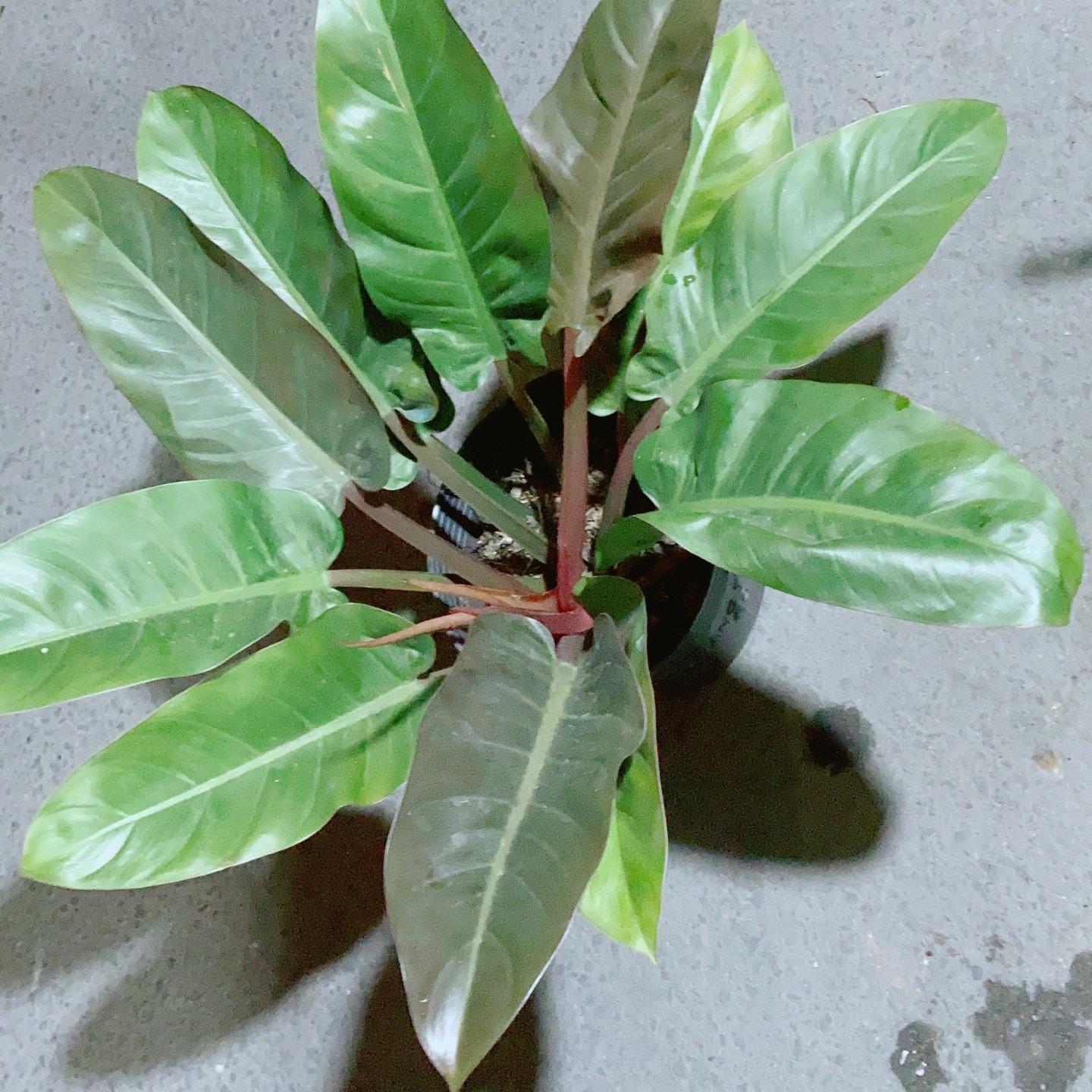 Đế Vương Đỏ