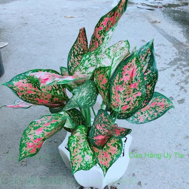 Chậu Vạn Lộc