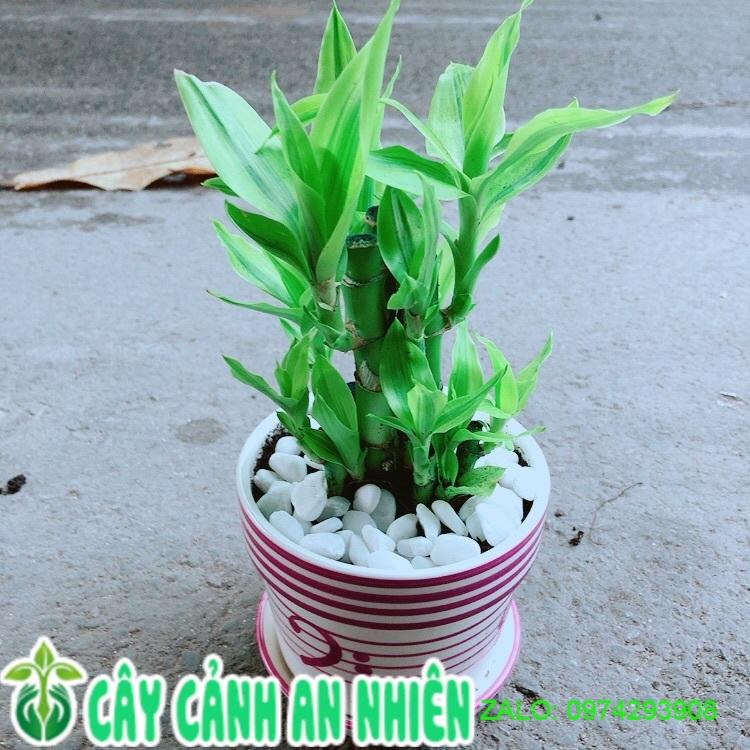Chậu Cây Trúc Phát Tài