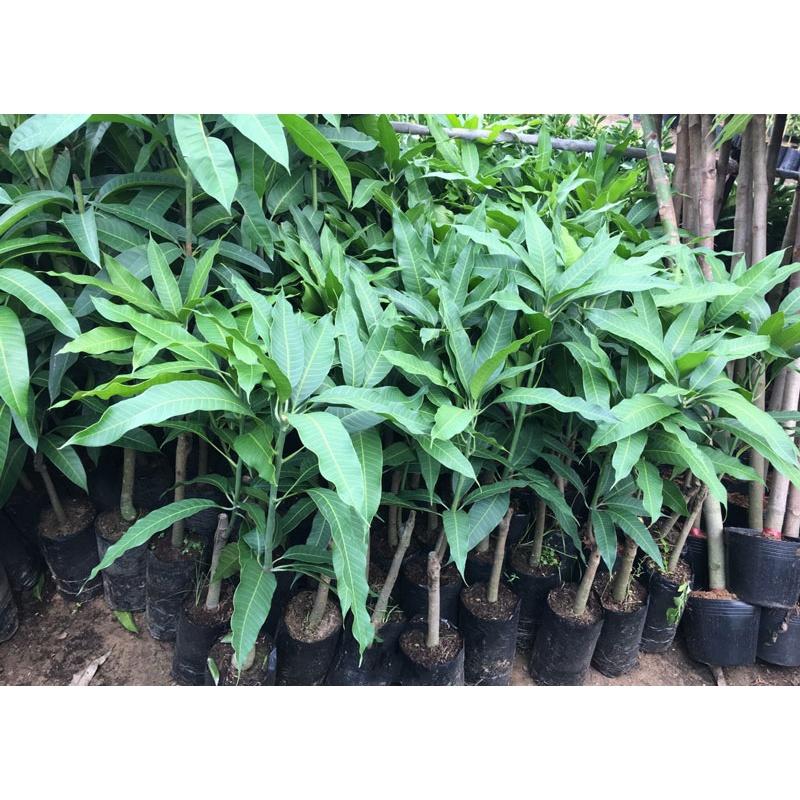 Cây giống xoài tím thái lan