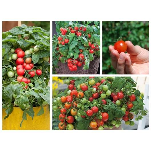 Hạt Giống Cà Chua Bi Lùn F1 Quả đỏ - 0,2g