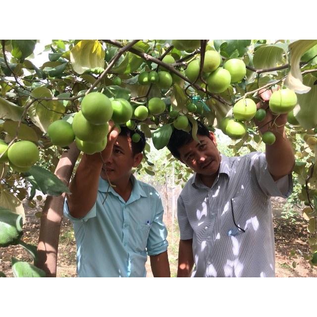 FLASH SALES Cây Táo Đại - Cây Ăn Quả - H2O Farm