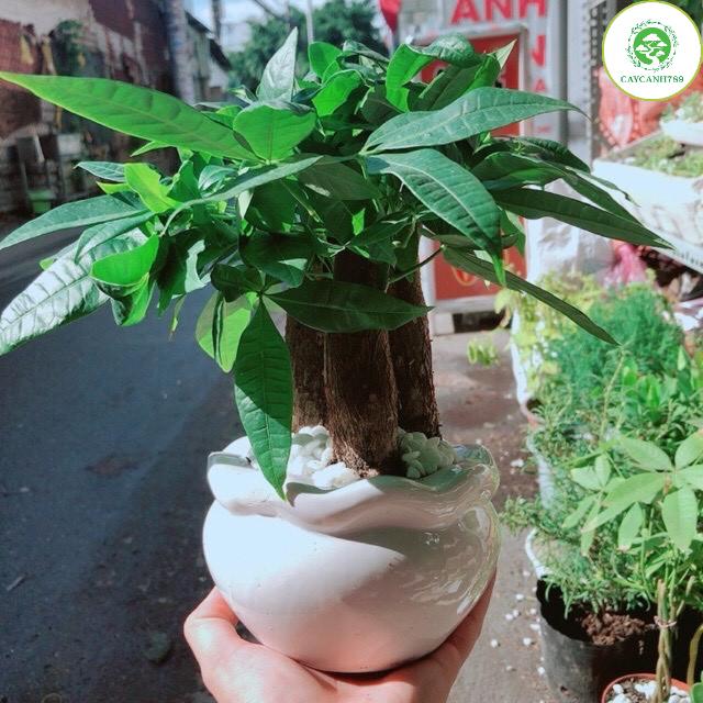 Cây kim ngân 3 gốc