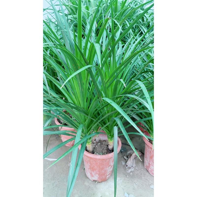 Phát Tài Núi 3 Thân