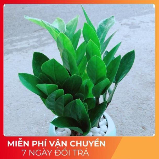 Chậu Kim Tiền Thái