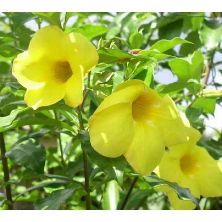 COMBO 10 BẦU CÂY GIỐNG HOA KHUYÊN VÀNG SIÊU ĐẸP