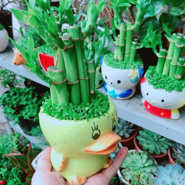 Chậu Cây May Mắn Tài Lộc đồng giá 100k