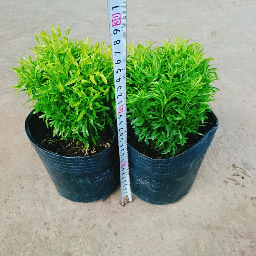 Cây Đinh Lăng Thái - cây cảnh để bàn + tặng phân bón cho cây mau lớn