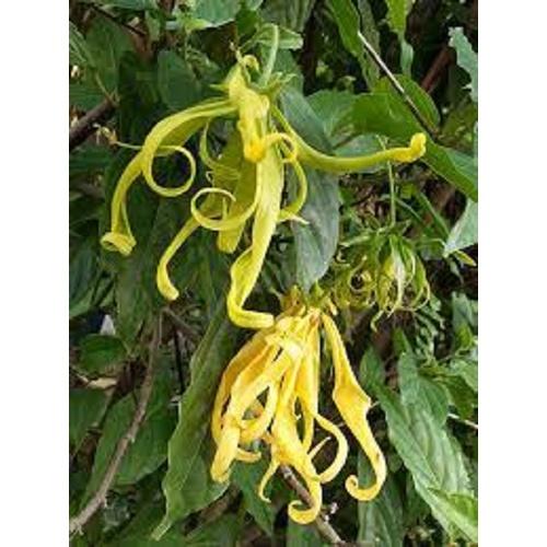 Cây giống hoa dẻ thơm - cây choai lớn